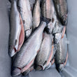 Load image into Gallery viewer, Pick Up Saturday in Newfields, NH